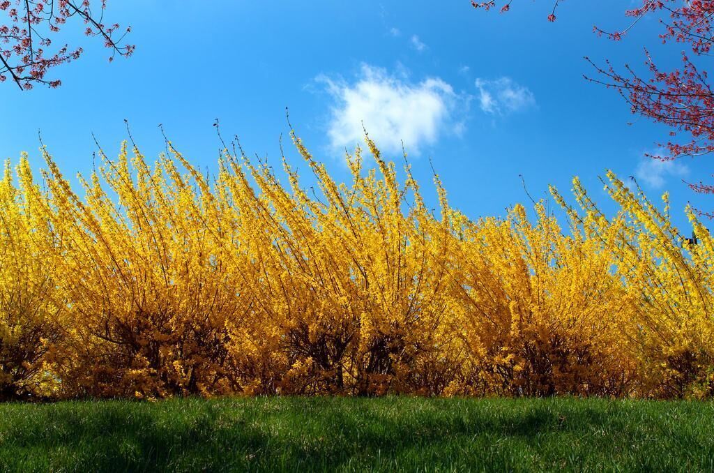 #16. Forsythia
